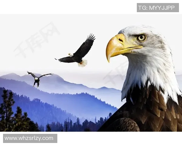 雄鹰展翅翱翔天空,探秘老鹰的捕猎技巧与生存智慧 雄鹰展翅翱翔天空,探秘老鹰的捕猎技巧与生存智慧